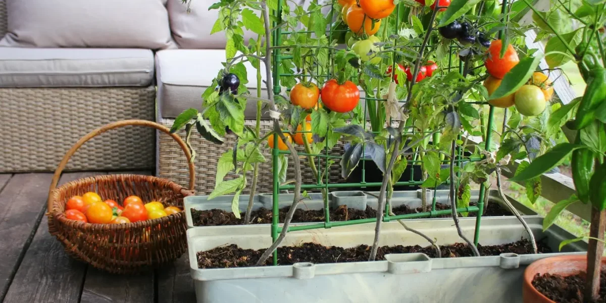 warzywa na balkonie