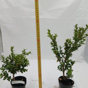 Bukszpan (Buxus L.)