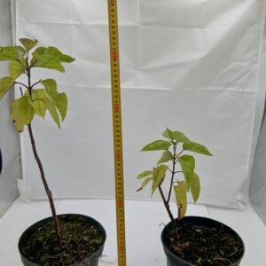Katalpa Błotna - Surmia Zwyczajna (Catalpa Scop.)
