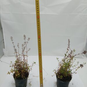 Macierzanka (Thymus L.)