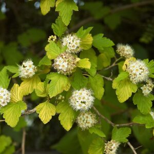 Physocarpus_opulifolius_Luteus_D