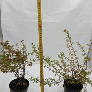 Pięciornik Krzewiasty (Potentilla)