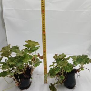 Przewrotnik Miękki (Alchemilla mollis)