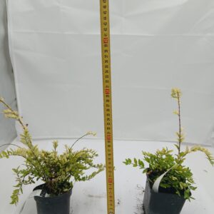 Lonicera żółta - Suchodrzew (Lonicera L.)