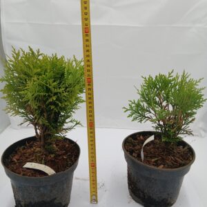 Tuja Danika - Żywotnik zachodni (Thuja occidentalis)