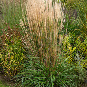 Trzcinnik ostrokwiatowy