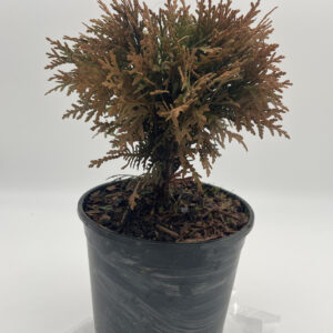 Tuja Danika - Żywotnik zachodni (Thuja occidentalis)