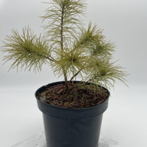 Sosna Wejmutka (Pinus strobus L.)