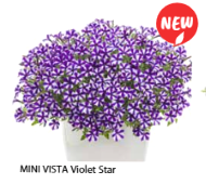 violet star