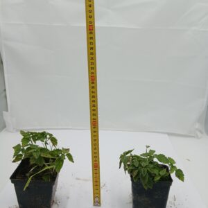 Jasnota Lamium
