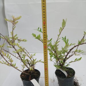 Lonicera zielona - Suchodrzew (Lonicera L.)